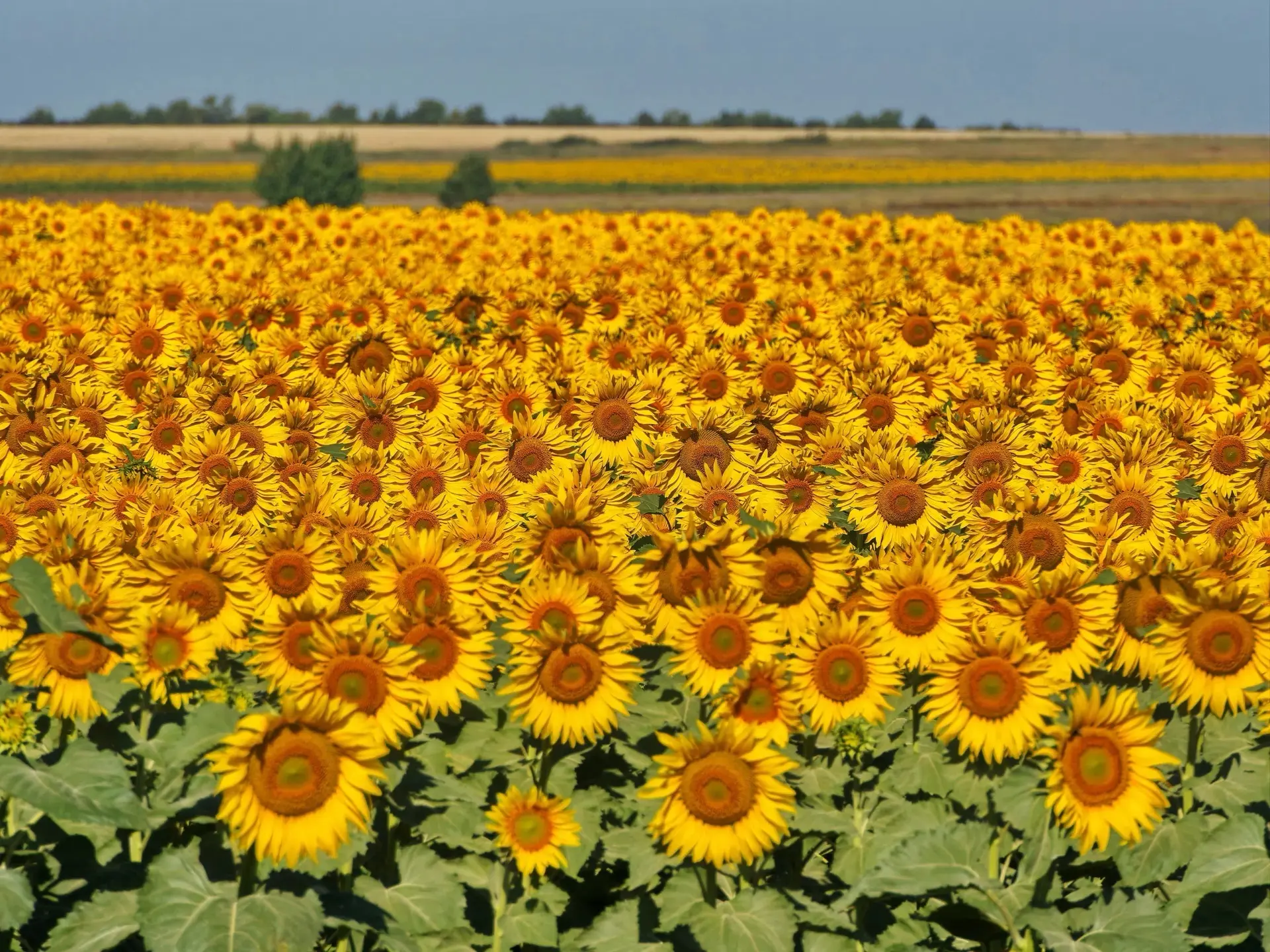 🌻 Оренбуржье окрасилось в жёлтый: в регионе во всю цветут поля подсолнухов