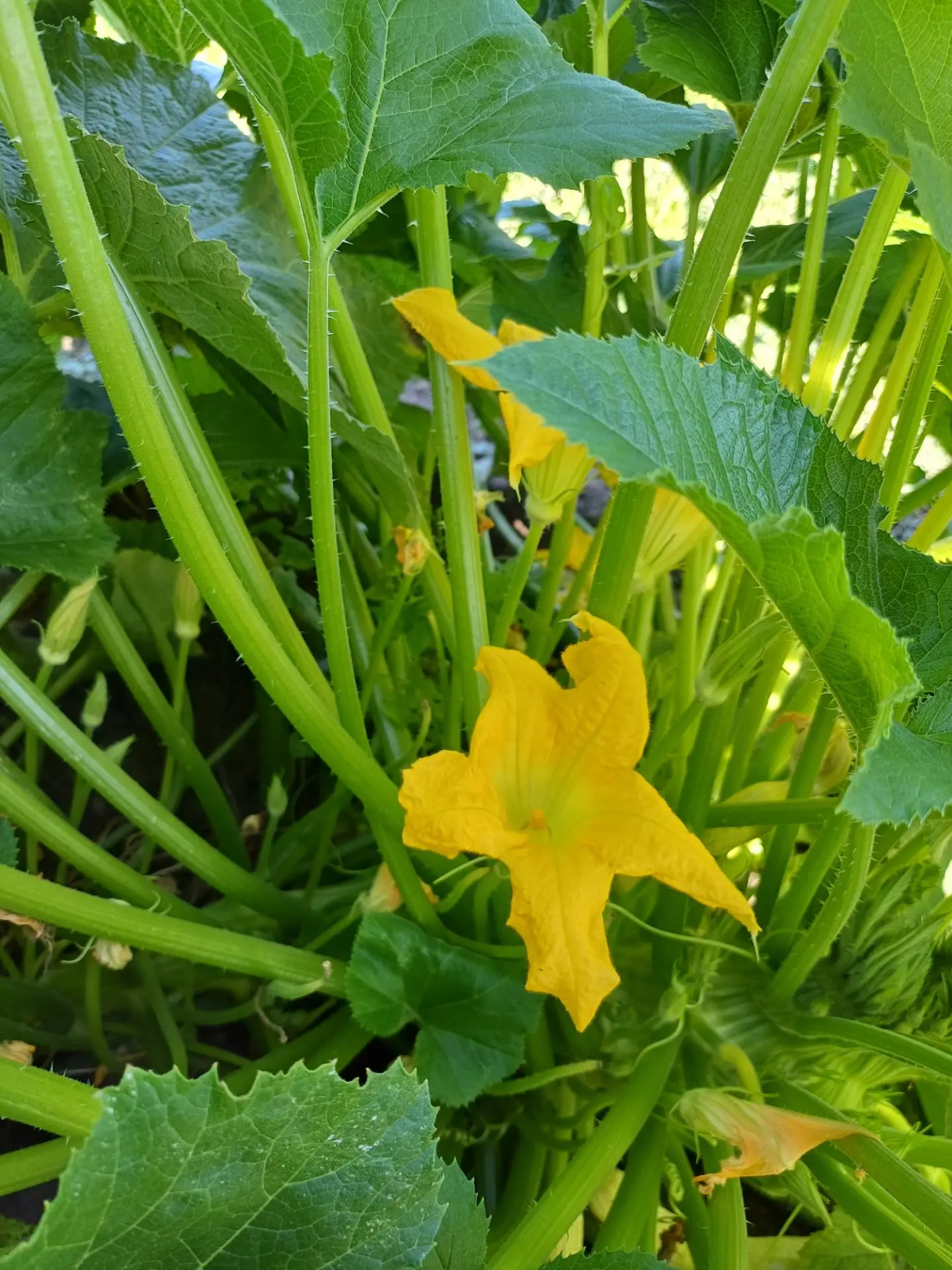 🤩Только посмотрите, какими 🌽🍅🥒плодами при постоянном уходе и 🚿заботе нас благодари...