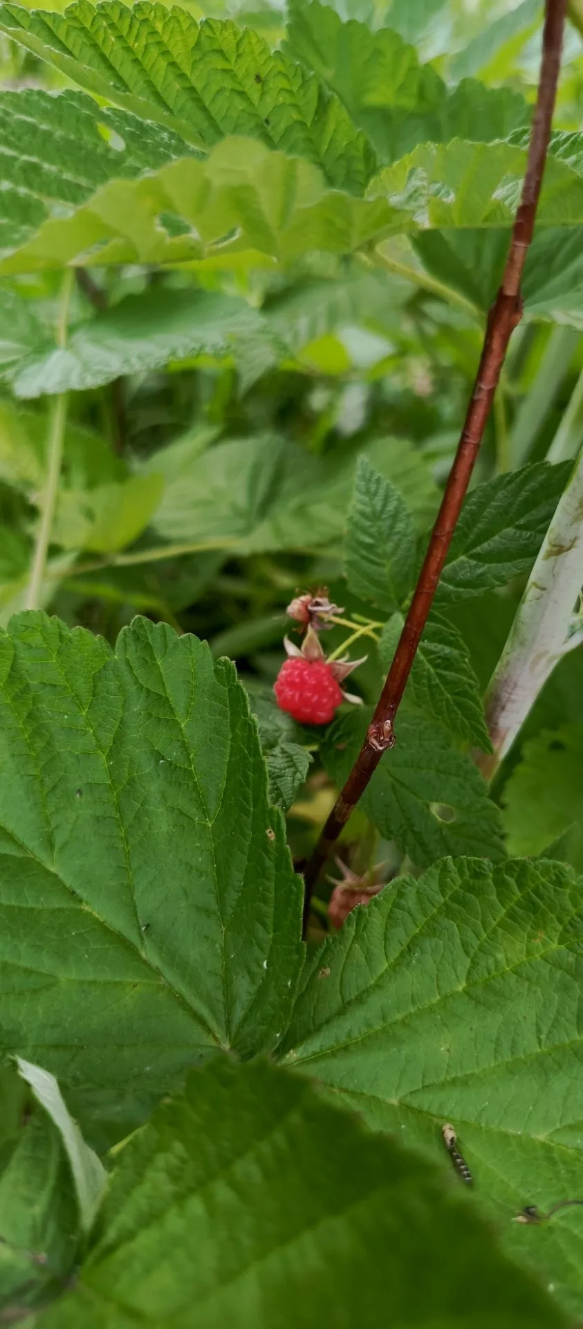 🍓🫛