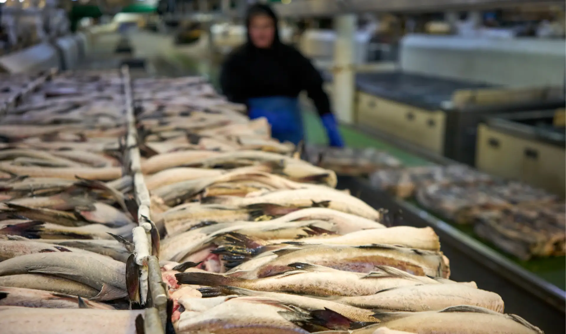 🐟 Улов недели: сводка с промысла