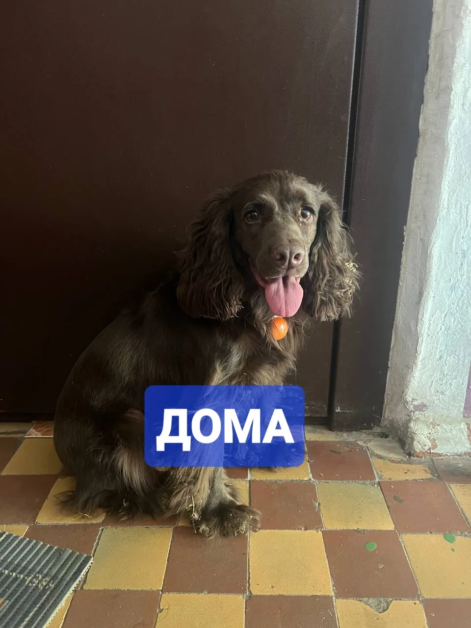 Хозяин нашёлся