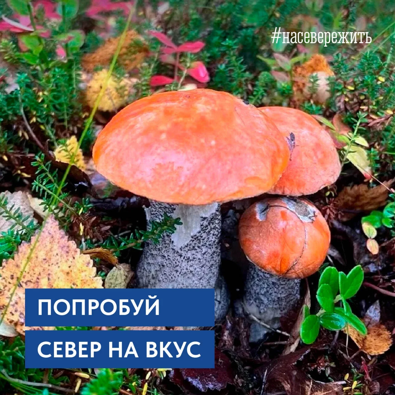 😍 Вы только посмотрите, какие шикарные красноголовики растут у нас на Севере!

Делитесь в комментар