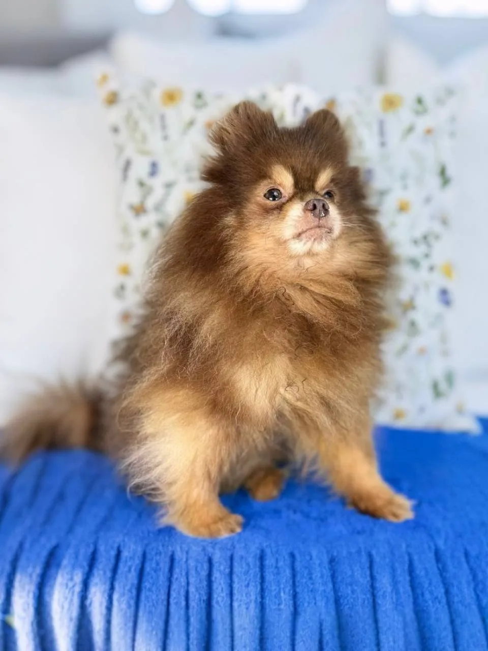 Ищет дом спокойный и мудрый Кулик, приезжайте в Домик Мелкашей! 🐶✨  Москва и МО  Меня зовут Кулик 🐾,
