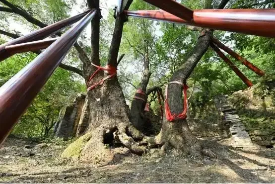 🌳 В Пекине надели "доспехи" на 400-летние деревья