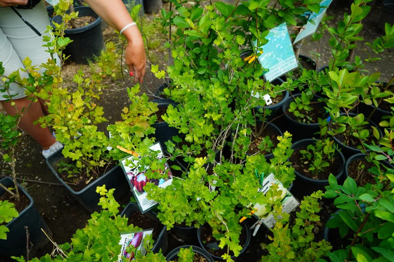 🌱🔍 Качественный саженец за полминуты: