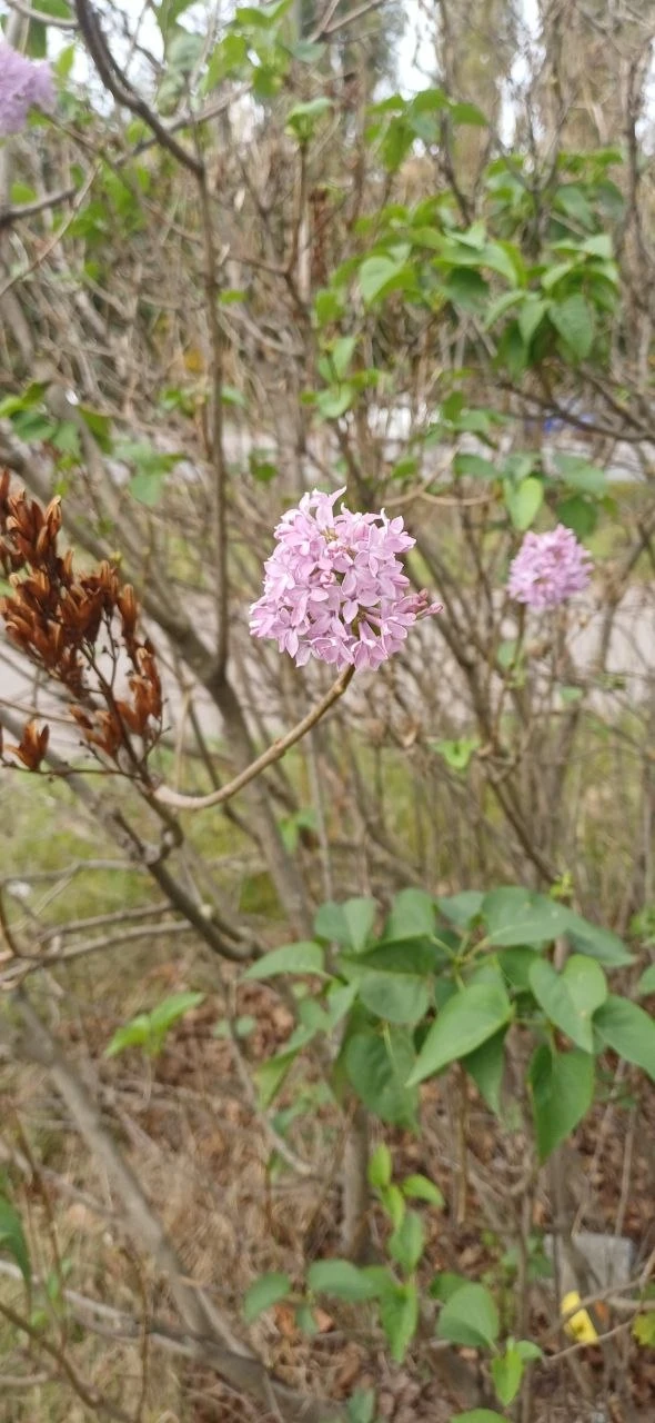 🌸 В Пензе сирень зацвела в конце сентября