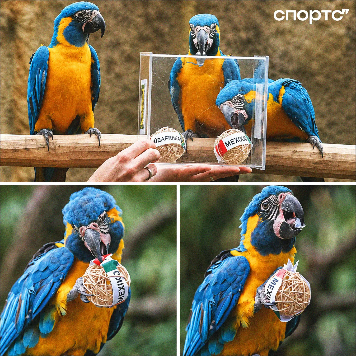 🦜🇲🇽 Попугай ара из зоопарка Лейпцига предсказал победу сборной Мексики над ЮАР в мат...