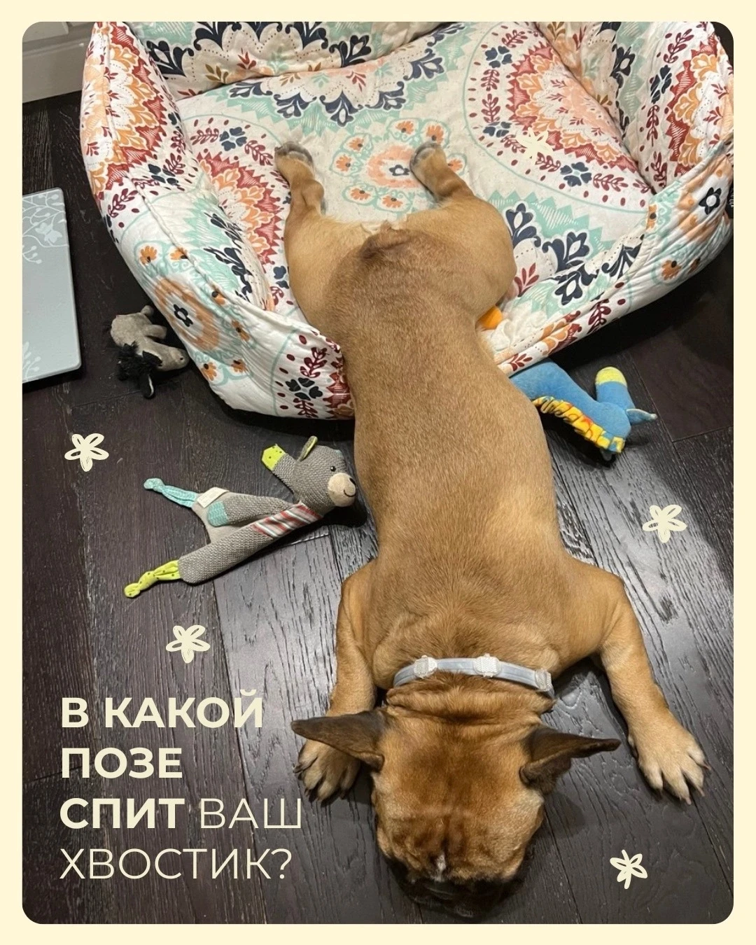 Французский бульдог Филя дома 🏠💤