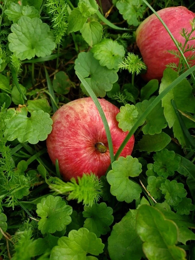 🍎 Эх, яблочко наливное!
