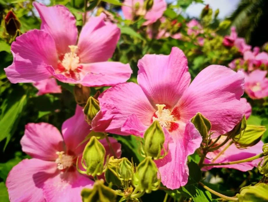 🌺 Необычный гибискус зацвёл в сочинском Дендрарии