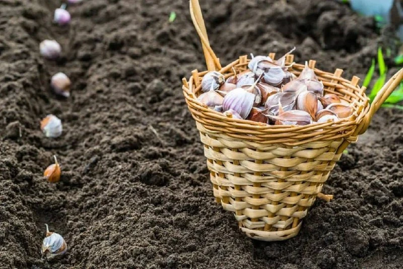 🧄 После уборки озимого чеснока стоит задуматься о месте его следующей посадки