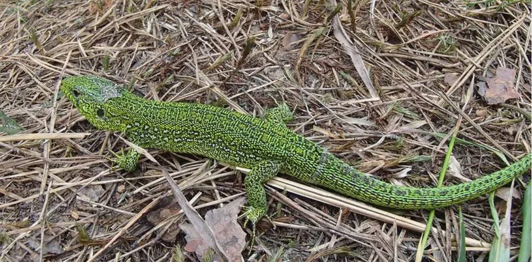 В парке «Кузьминки-Люблино» нашли редких ящериц 🦎