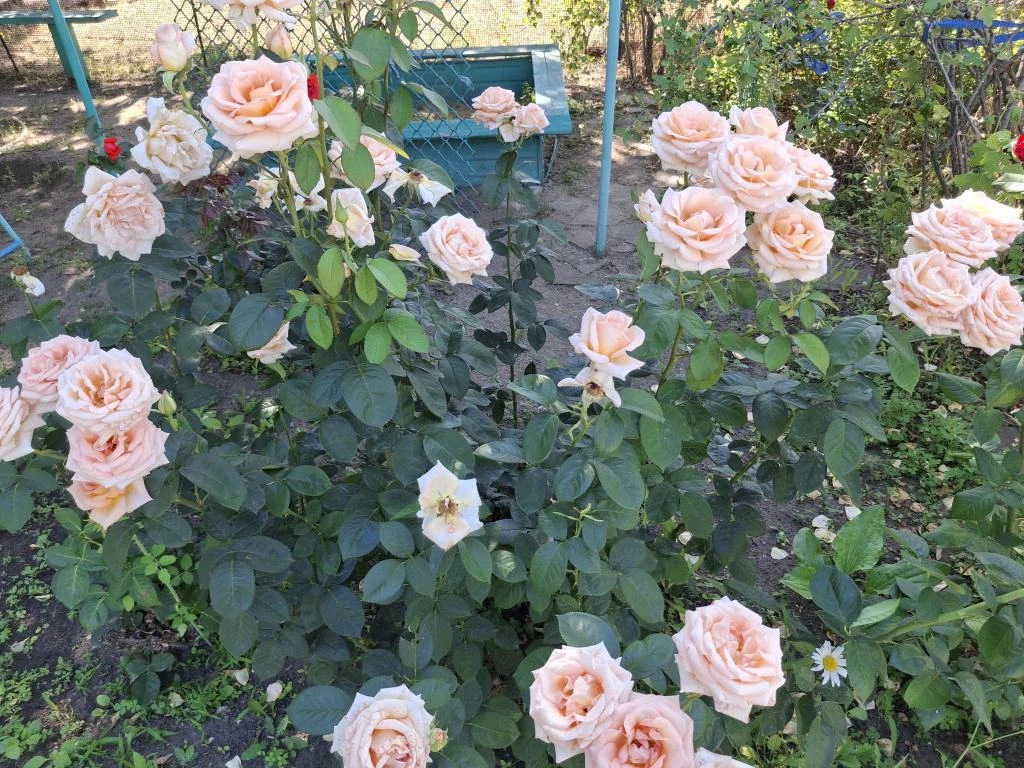 У лета есть свой язык — язык солнца, зелени и цветов. И, пожалуй, самые поэтичные из ни...