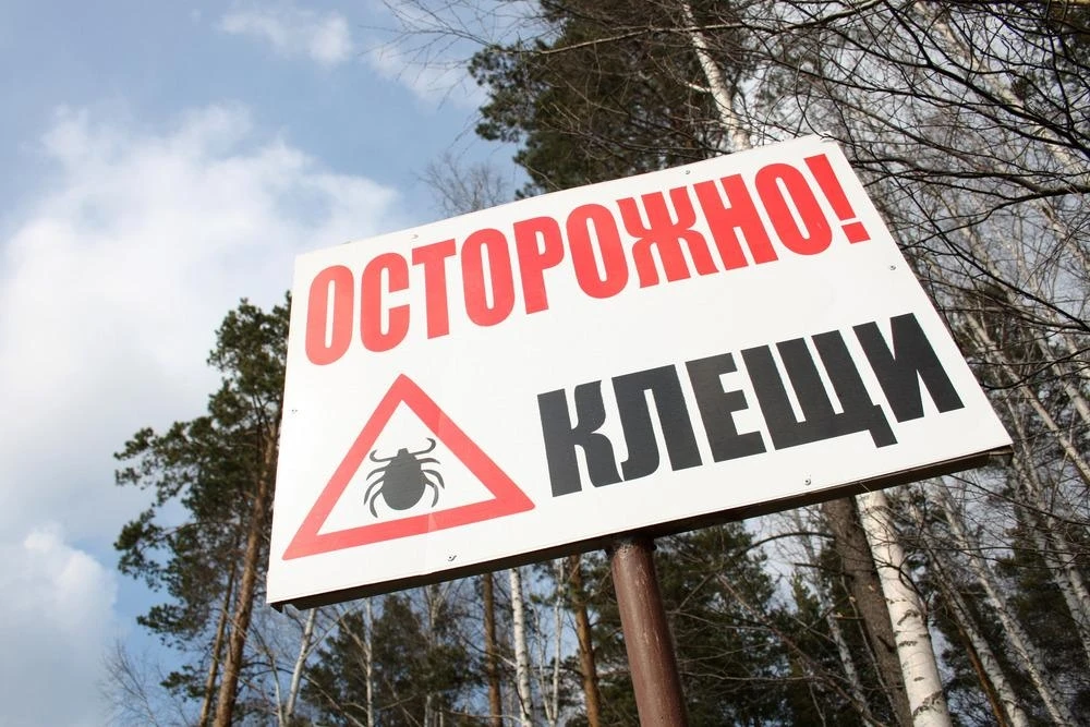 Сезон активности иксодовых клещей на территории Свердловской области начинается с конца...