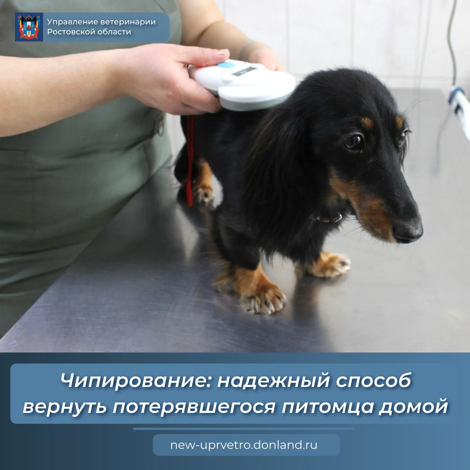 🦮Каждый владелец домашнего животного знает, как страшно потерять своего любимца. В Рос...