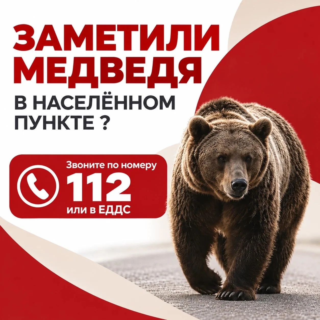 Если вы заметили медведей в населенных пунктах, необходимо соблюдать правила безопасности:
