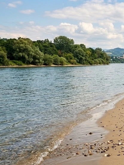 🐟 Массовая гибель рыбы в реке Тура связывается с экстремальным обмелением водоема в пе...