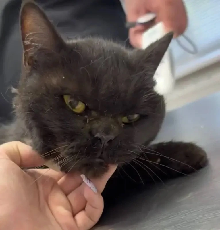 🥺Кошку в крови и черепаху с вывернутой лапой выбросил житель Сургута

Животных нашла уборщица у пос