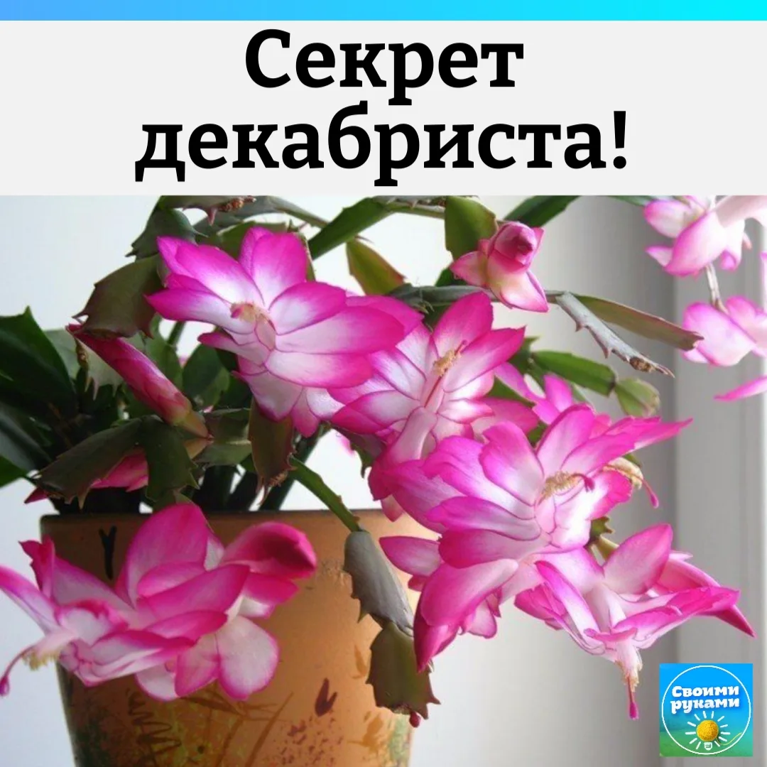 🌸 Декабрист: простой секрет пышного и дружного цветения на вашем подоконнике