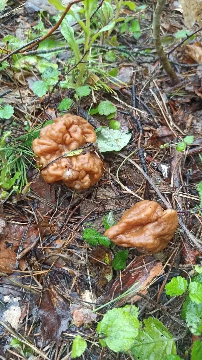 Вот такие грибы находят в коломенских лесах наши подписчики🌳🍄‍🟫