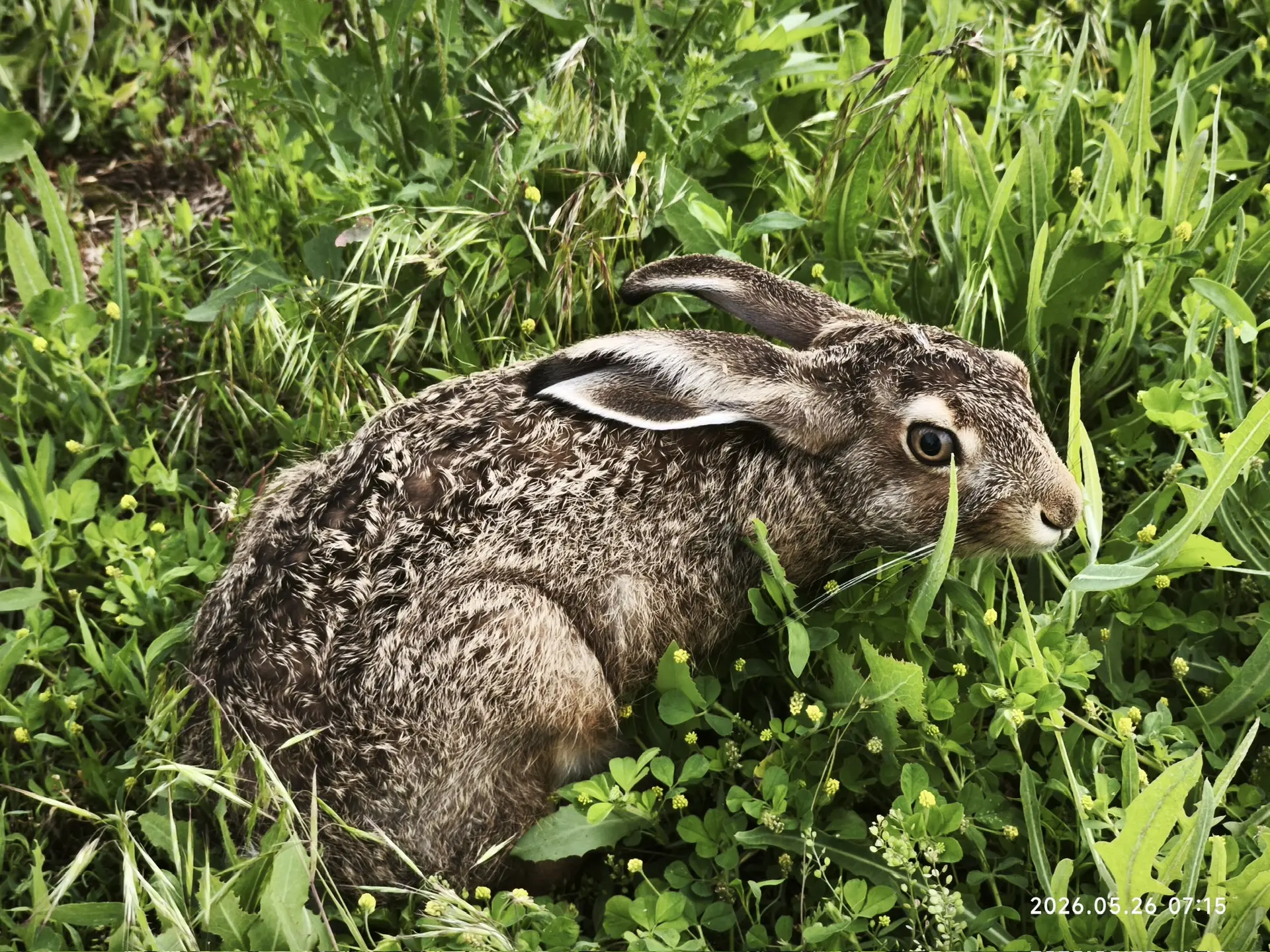 🐰❤️ Наши дамчикские зайцы
