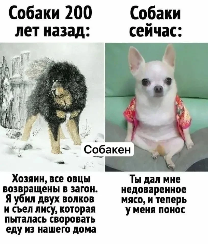 Иметь в друзьях хорошего врача — всегда плюс, а для владельцев животных знакомый ветери...