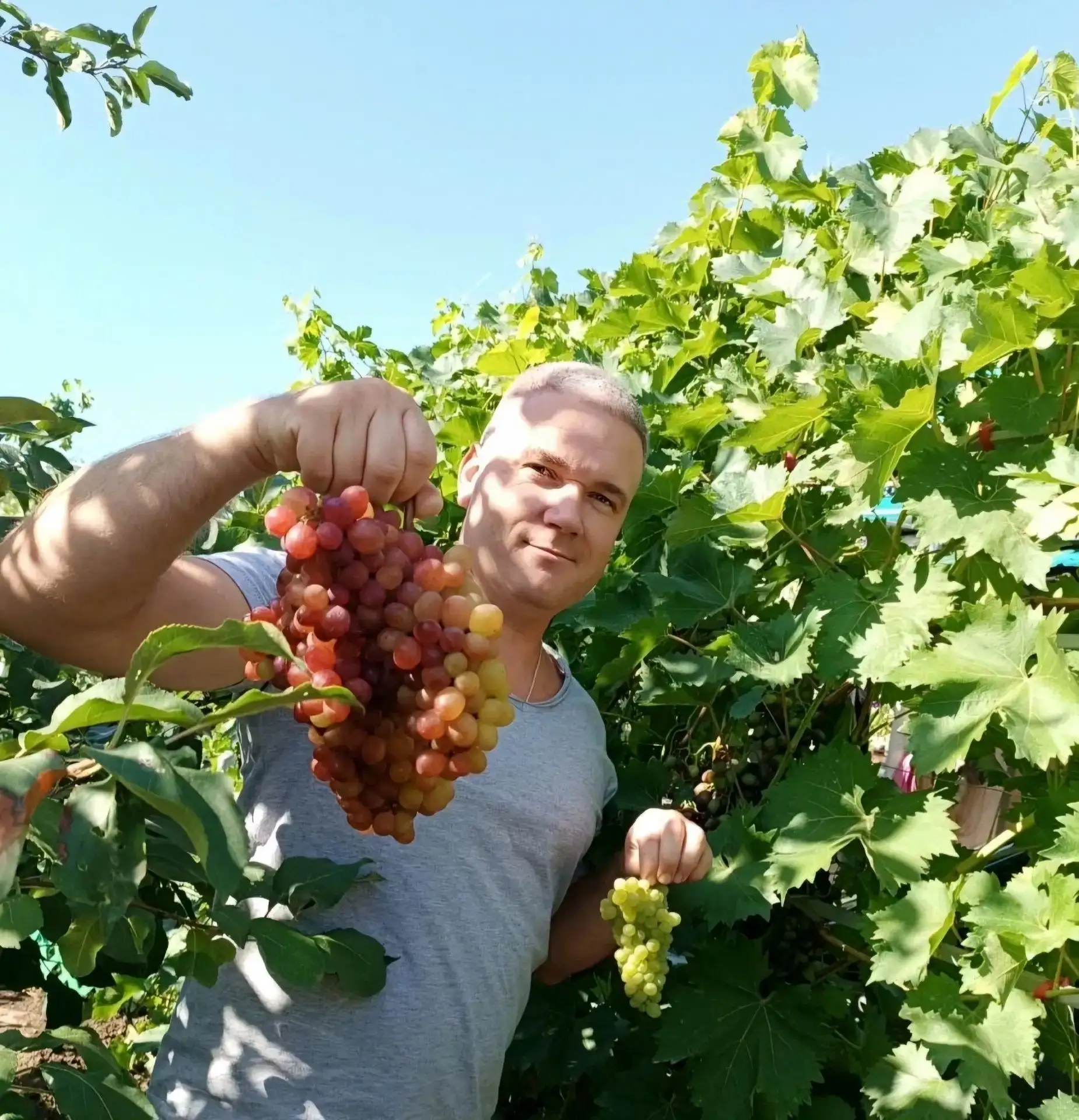 Делимся фотографиями настоящего виноградника в Нижнекамске!