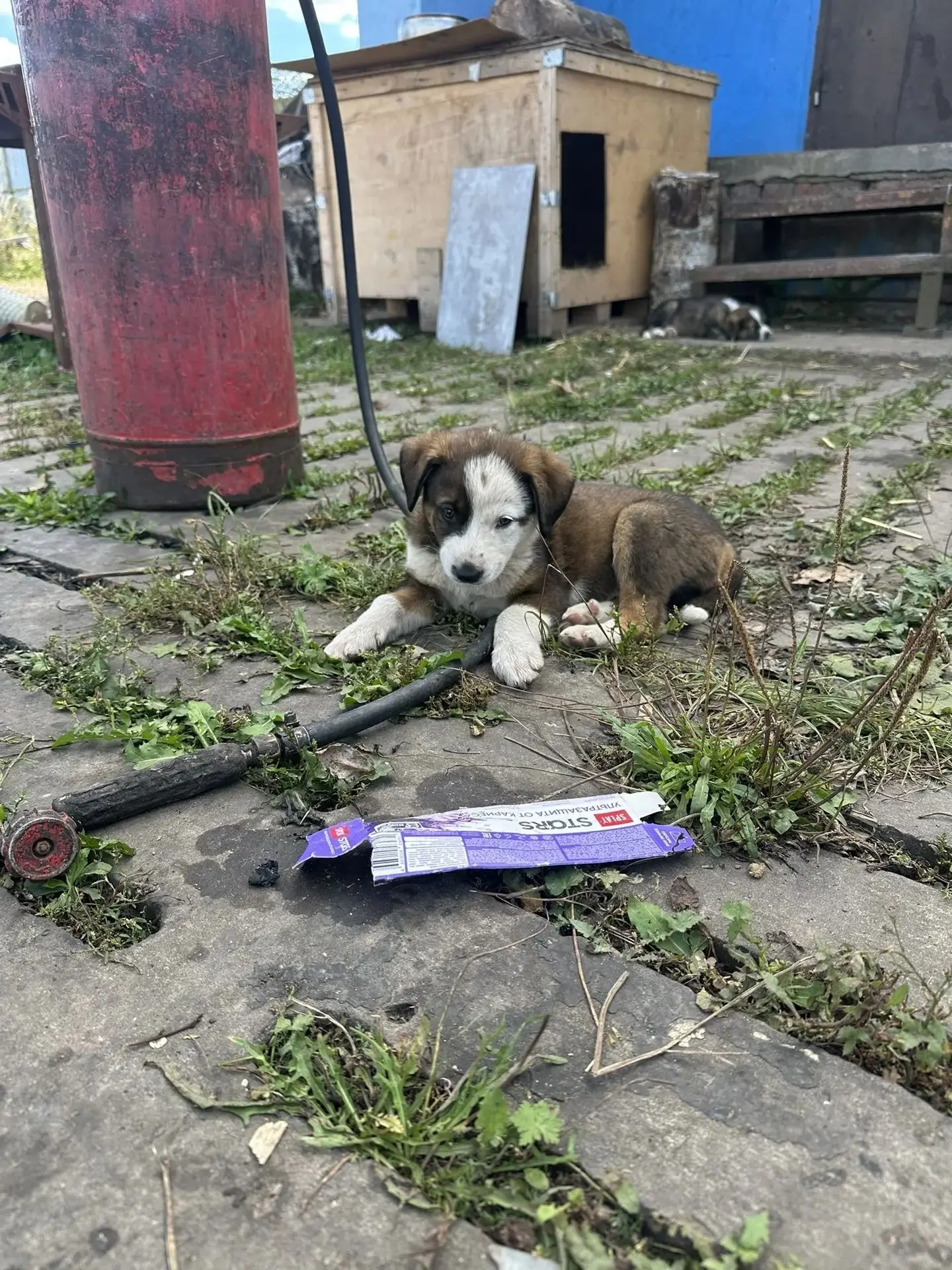 🐾 Щенки ищут дом! 🐾