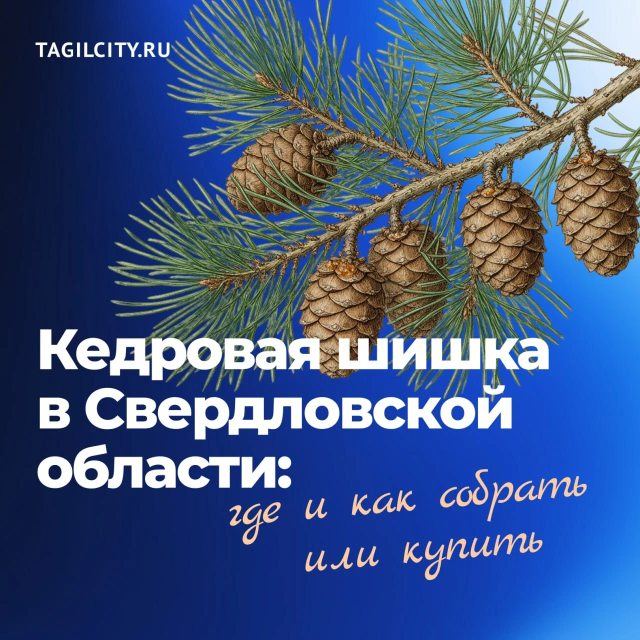 Осень в Свердловской области — время сбора кедровых шишек. Жители отправляются в леса с...