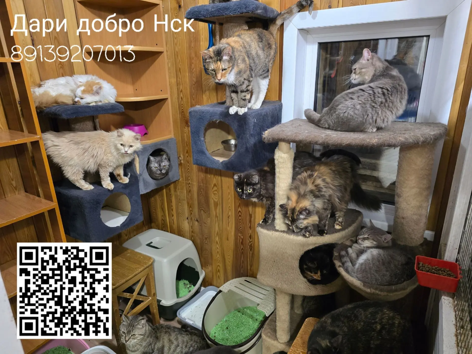Комната кошек после уборки, котики мило спят 😉