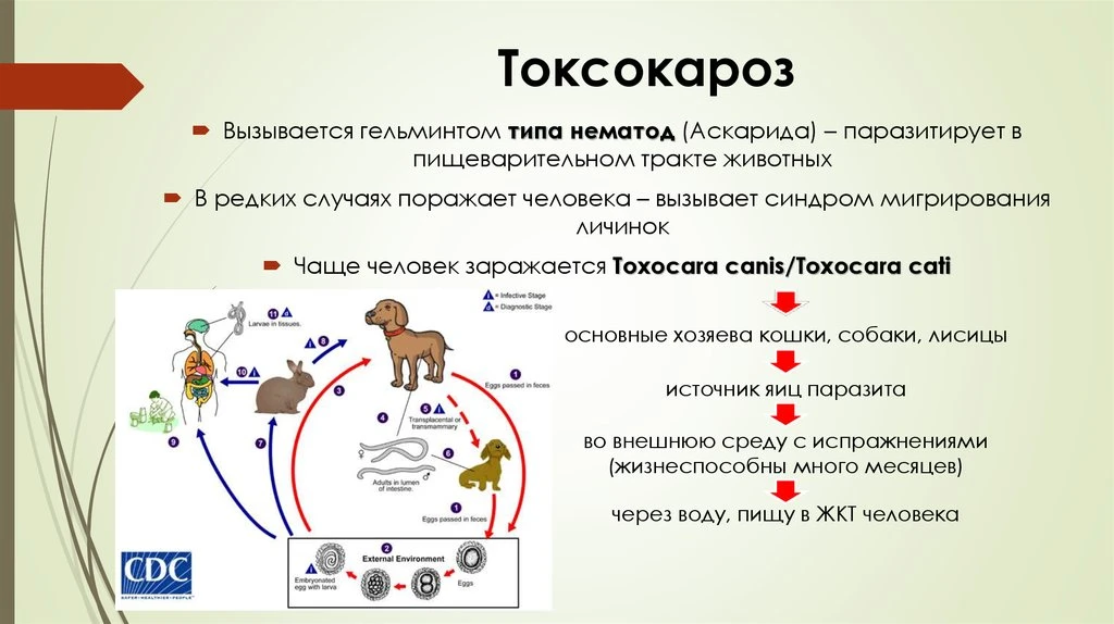 Токсокароз
Токсокароз - это паразитарное заболевание, вызываемое личинками круглых червей рода Toxoc