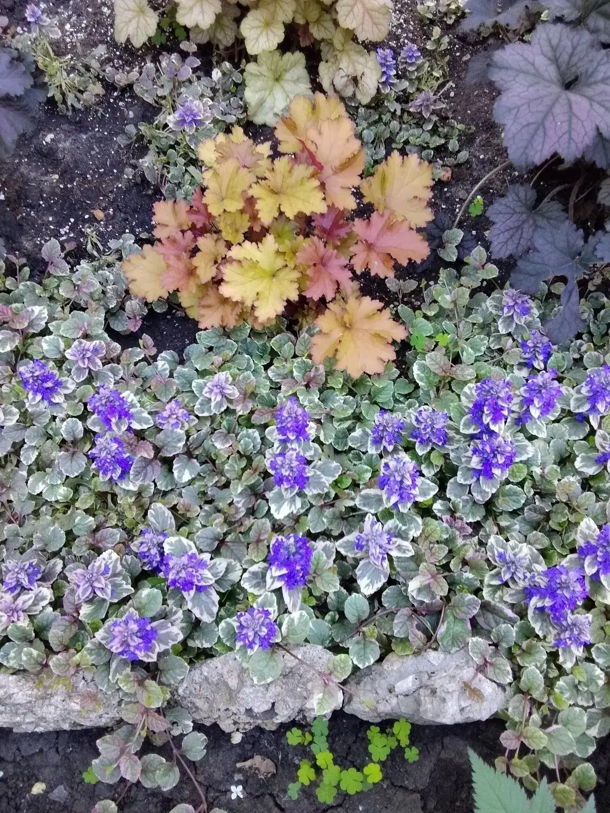 🌸 Жители дома по адресу ул. Солнечная, 25 сотворили настоящее чудо!