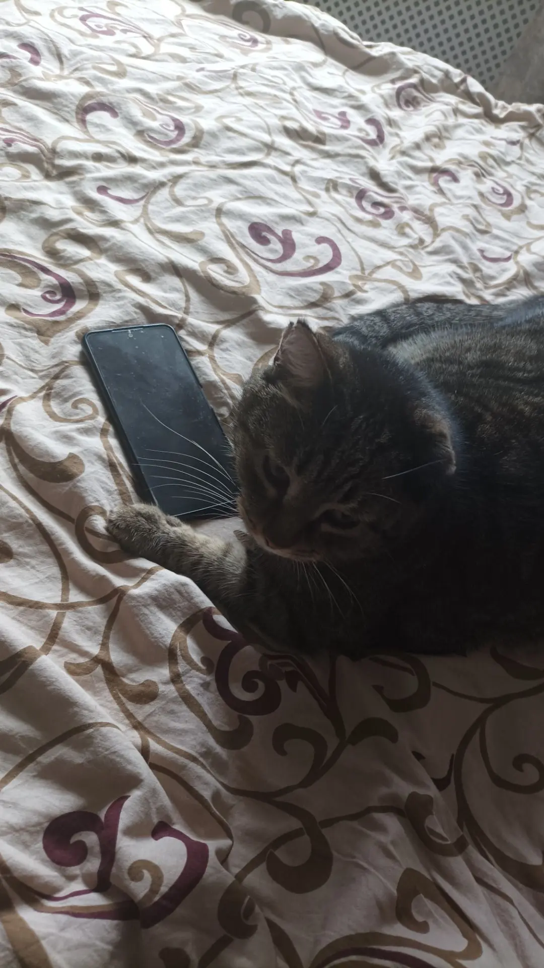 Пока я значит уборкой дома занимаюсь, котяра в телефоне залипает😼