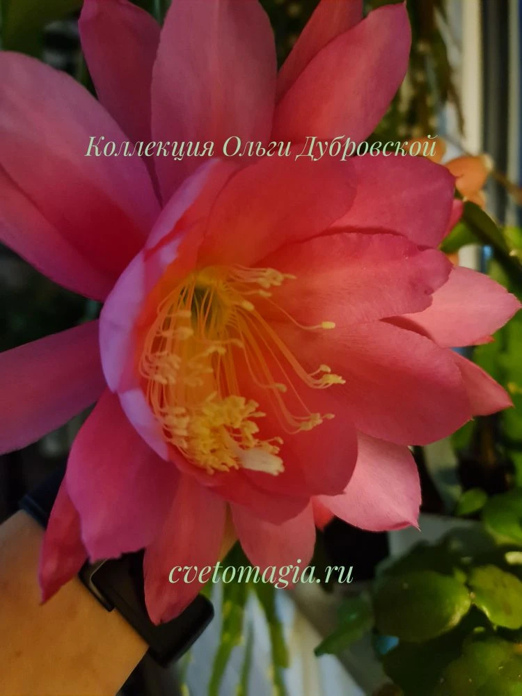 Все же сортовые эпифиллумы отличаются! Epiphyllum Cashmere Pink, фоткала ночью, как при...