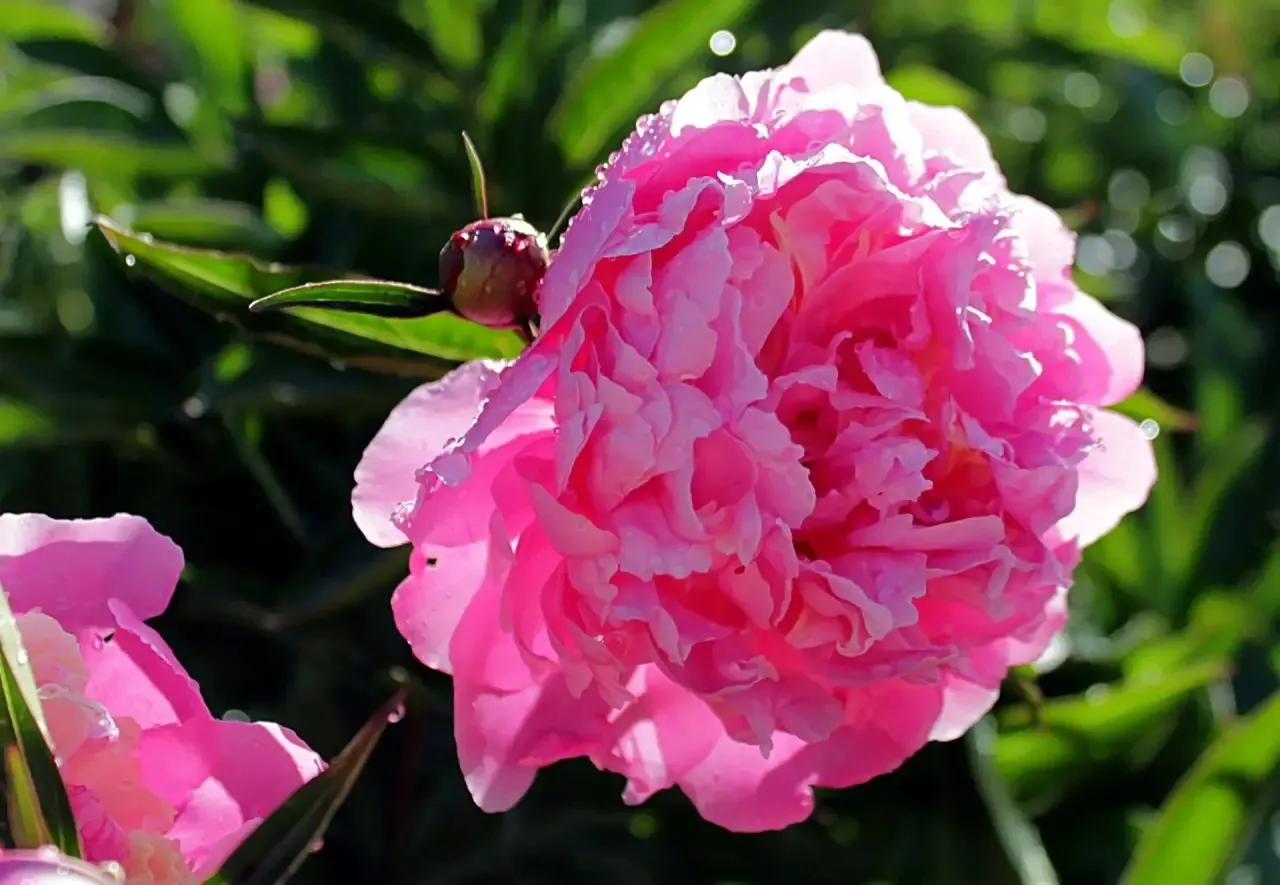 🌸 Июнь радует роскошными пионами