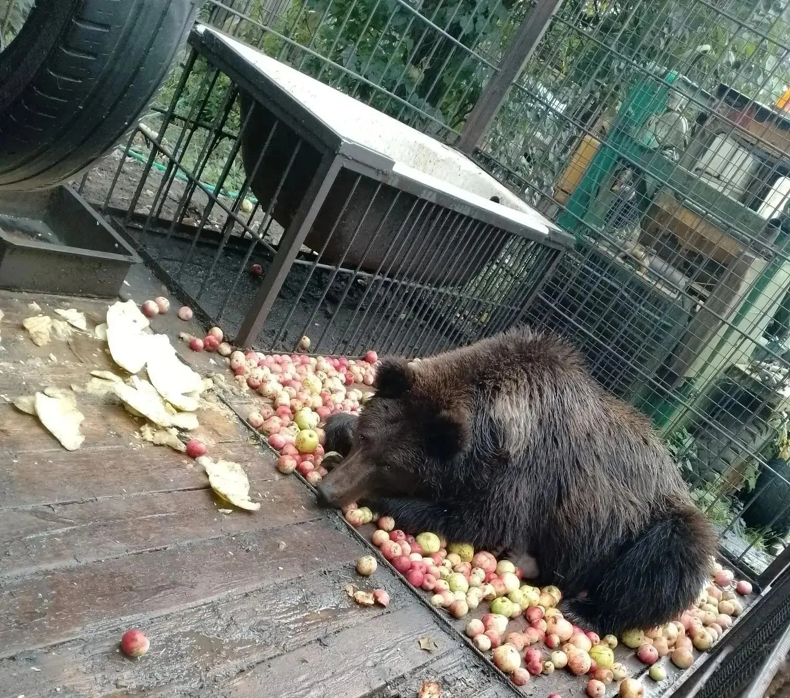 🍎🐻 В этом году с яблоками просто беда. Дачники буквально тонут в своем урожае и не зн...