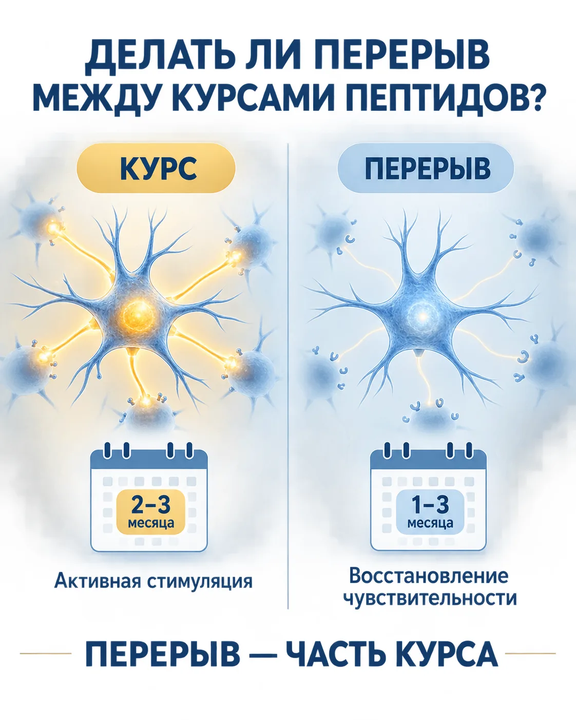Делать ли перерыв между курсами пептидов?