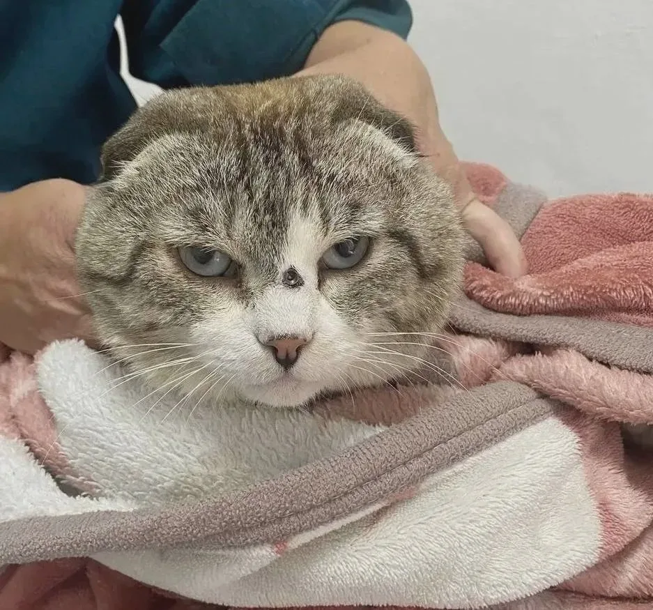🐈 Ветеринары в Бохане спасли раненого кота