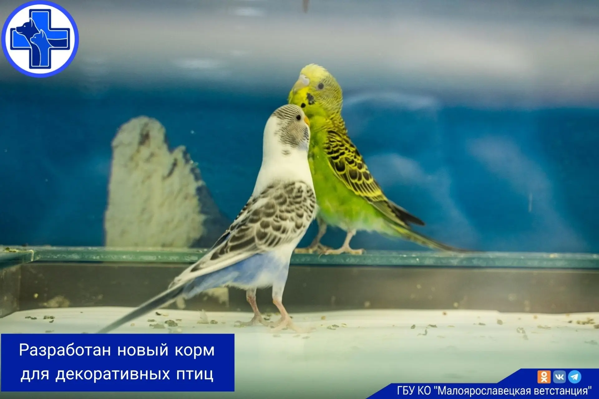 Ученые разработали и запатентовали новый корм для волнистых попугаев с повышенным содер...
