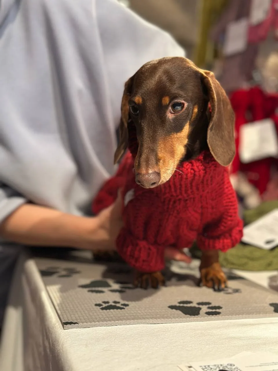 Большой праздник для собак и их хозяев🐶

В программе:
• маркет с товарами для питомцев
• консультац