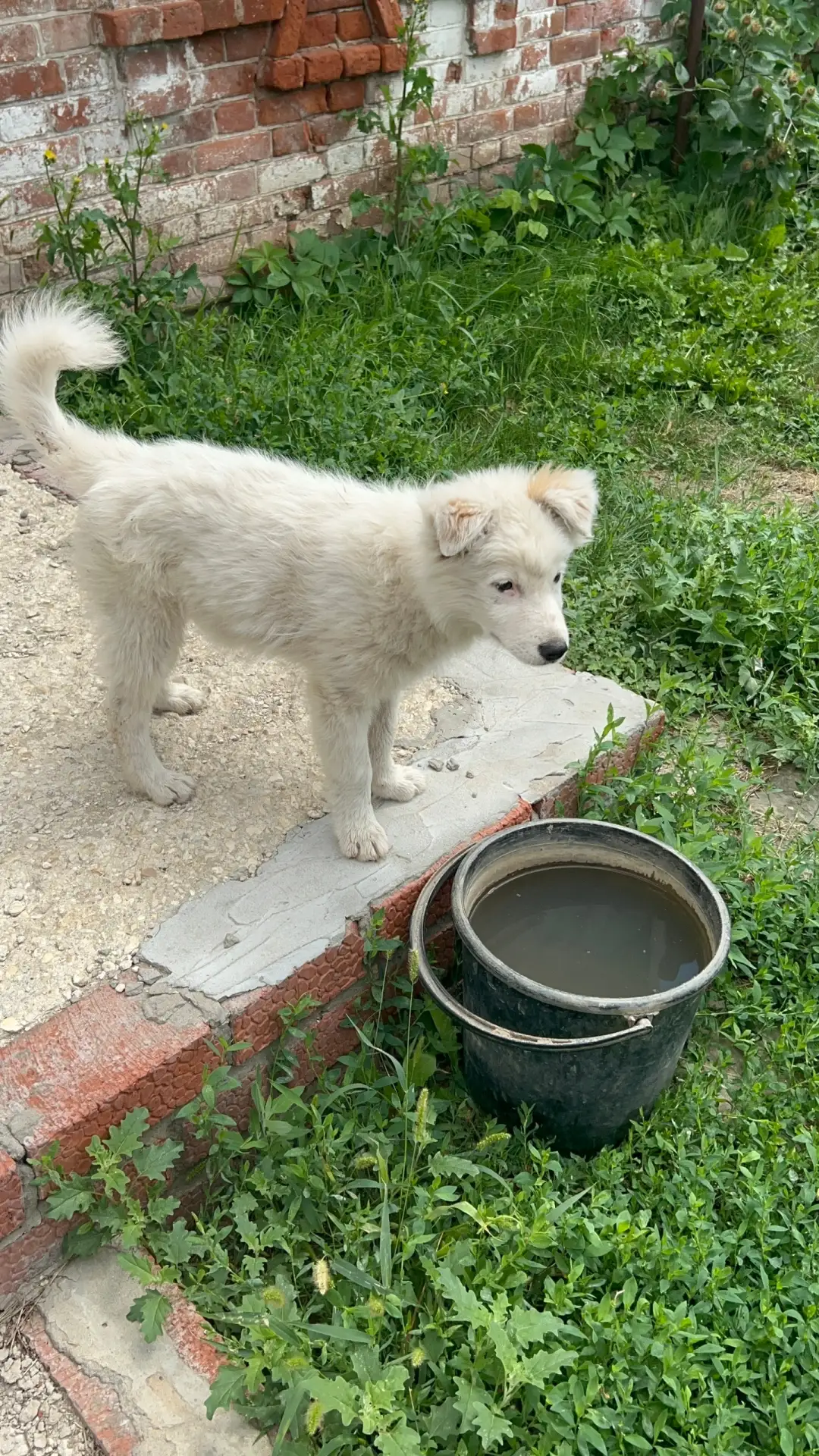 Здравствуйте, на территории ЦРБ бегает щенок 🐶 может кто-то потерял?

Больше новостей, фото и видео