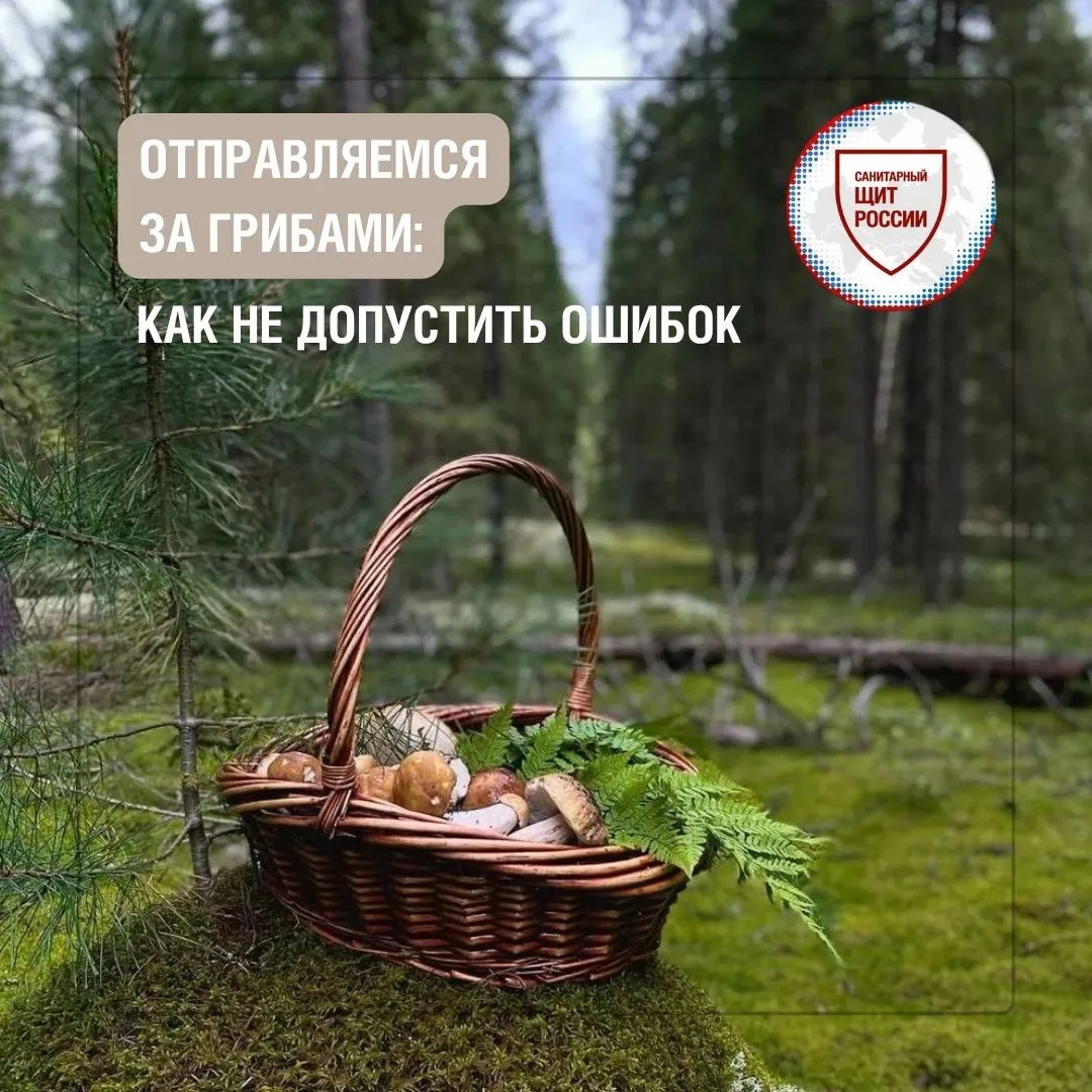 Собираетесь на «тихую охоту»? Проверьте себя по этому чек-листу🔖

Не берите🚫:
🔺 незнакомые грибы;
