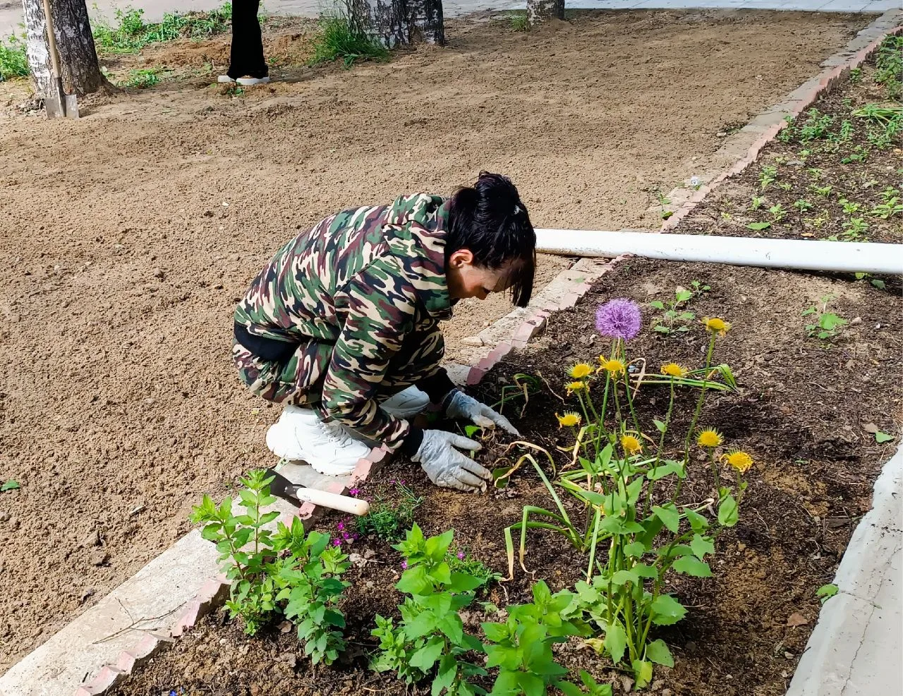 🌸🌿В нашем отделении социальной реабилитации женщин продолжается благоустройство цветочных клумб. 
