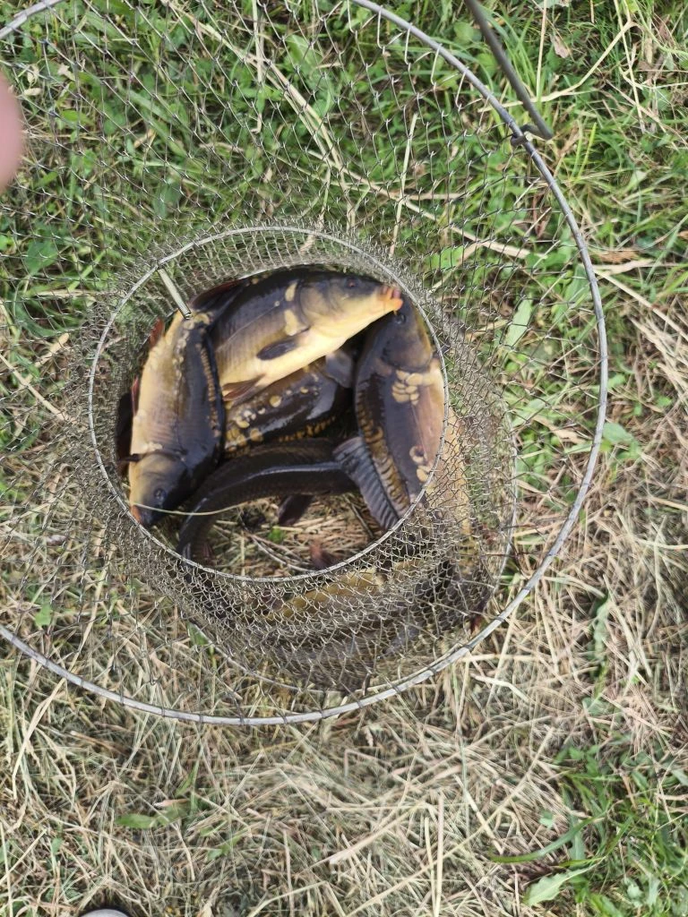 🎣 Улов от подписчика

Выбрался на рыбалку и отлично попал на клёв карпа! 🔥

Удалось поймать нескол