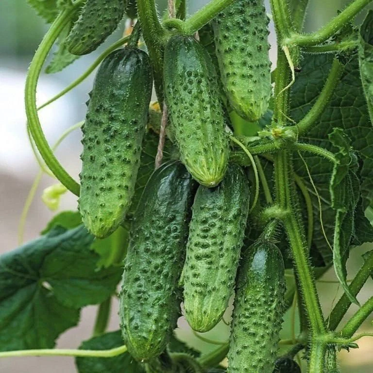 🥒 Лучшие пучковые сорта огурцов 🌿