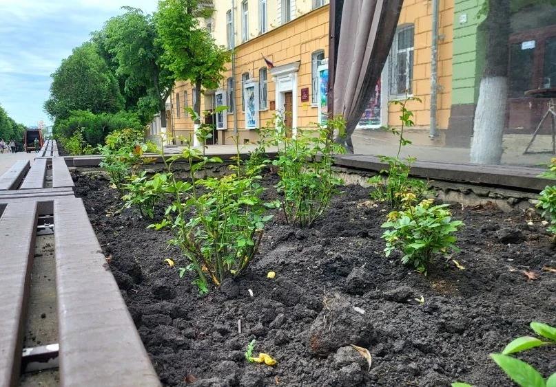 🌹В центре Орла высадят 1000 роз  Сотрудники «Спецавтобазы» высаживают розовые кусты в клумбы на улиц