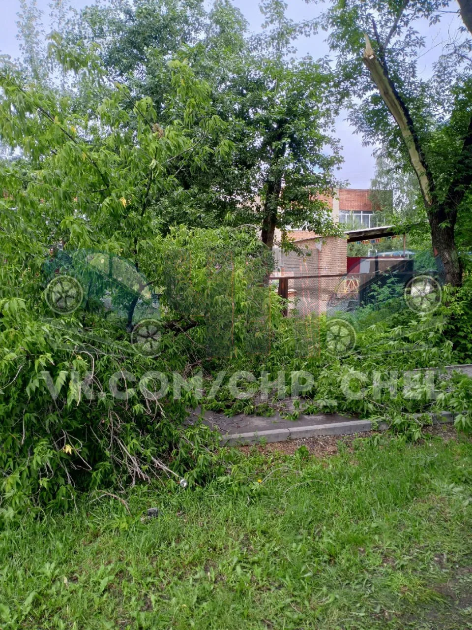 ❗️На ул. Дзержинского деревья упали прямо на тротуар