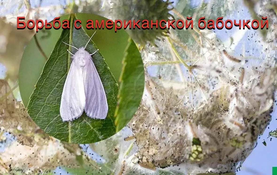 🦋 Рекомендации по борьбе с американской белой бабочкой на частном участке