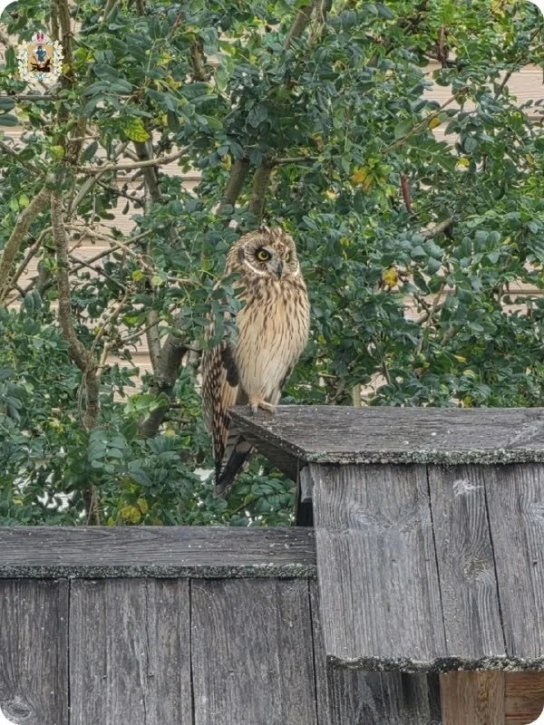 Кенозерские совы 🦉