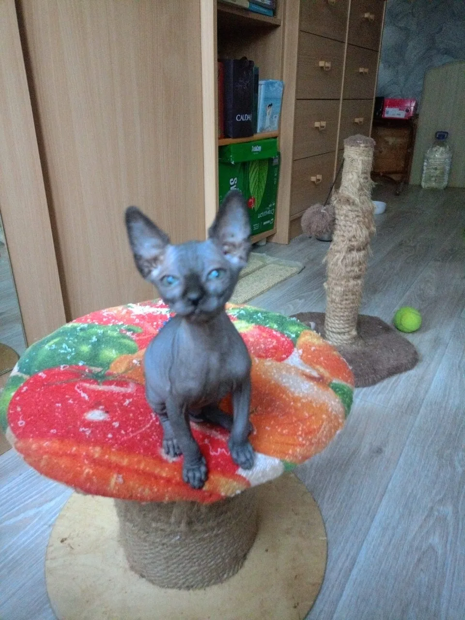 Продам кошек канадский сфинкс, девочки, 2 мес., Донецк